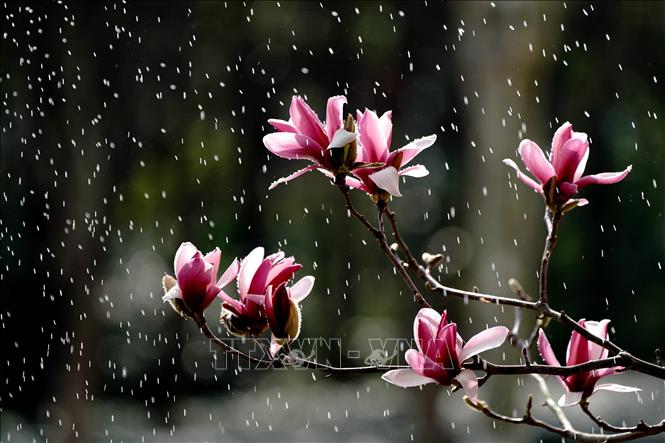 Hoa Xuân là biểu tượng cho sự tỉnh giấc của mùa xuân, mang một thông điệp về sự phục hồi và tái sinh. Hình ảnh Hoa Xuân trên màn hình giúp bạn tìm được sự cân bằng trong cuộc sống và cảm thấy lạc quan hơn trong mùa xuân này.