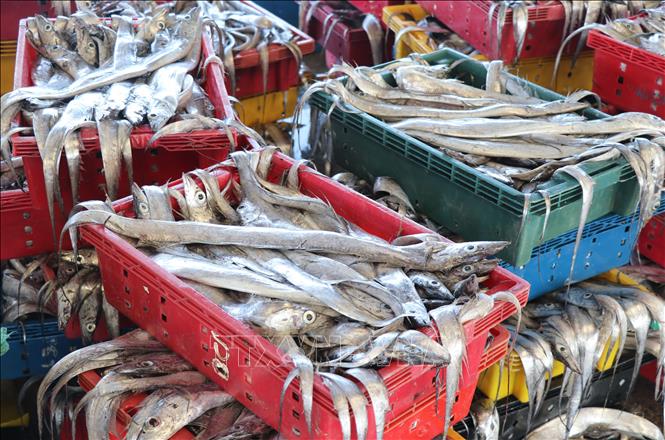 Trong ảnh: Với giá bán cá hố tại cảng từ 20 đến 23.000 đồng/kg, ngư dân Phú Yên có thu nhập khá những ngày đầu năm. Ảnh: Phạm Cường-TTXVN