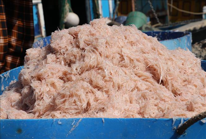 Trong ảnh: Ngư dân Phú Yên trúng đậm ruốc chuyến biển đầu năm. Ảnh: Phạm Cường-TTXVN