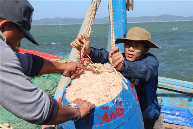 Trong ảnh: Ngư dân phường Xuân Thành đưa ruốc từ thuyền lên cảng. Ảnh: Phạm Cường-TTXVN