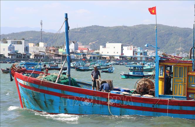 Trong ảnh: Các thuyền chở đầy ắp ruốc nối đuôi nhau cập cảng Dân Phước, phường Xuân Thành, thị xã Sông Cầu, Phú Yên bán cho thương lái. Ảnh: Phạm Cường-TTXVN