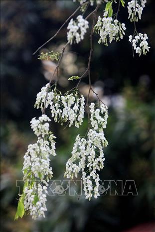 Photo: The pure white of Dalbergia tonkinensis flowers is mesmerising. VNA Photo: Thế Duyệt