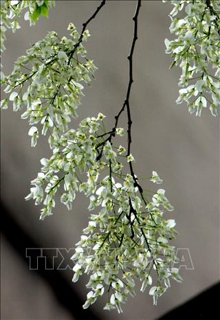 Photo: The pure white of Dalbergia tonkinensis flowers is mesmerising. VNA Photo: Thế Duyệt