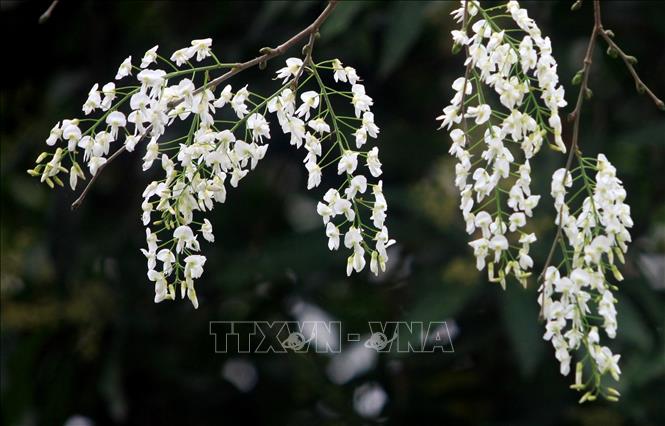 Photo: The pure white of Dalbergia tonkinensis flowers is mesmerising. VNA Photo: Thế Duyệt