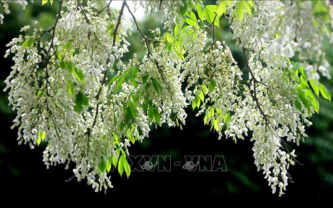 Photo: The pure white of Dalbergia tonkinensis flowers stand out in a lovely picture of nature. VNA Photo: Thế Duyệt