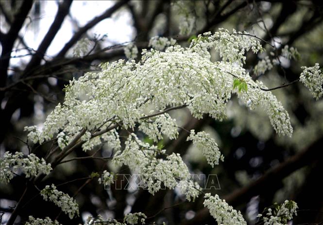 Photo: The pure white of Dalbergia tonkinensis flowers stand out in a lovely picture of nature. VNA Photo: Thế Duyệt