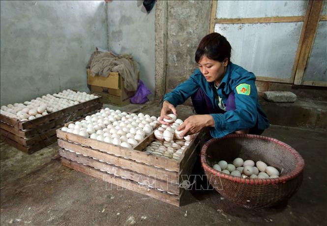 Trong ảnh: Chị Trần Thị Hè (thôn Phú Mãn, Xã Phan Xào Nam, huyện Phù Cừ, tỉnh Hưng Yên) thu hoạch trứng vịt. Ảnh: Phạm Kiên - TTXVN