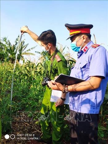 Trong ảnh: Công an huyện Chư Sê phát hiện, kiểm đếm, nhổ bỏ 230 cây nghi là cây cần sa được trồng trong vườn rẫy nhà ông Hưng, tại khu vực thôn 6, xã Ia Blang, huyện Chư Sê (Gia Lai). Ảnh: TTXVN phát