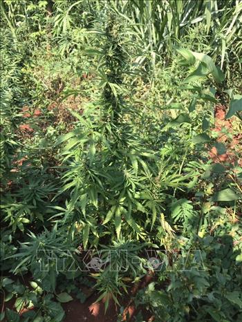 Trong ảnh: Công an huyện Chư Sê phát hiện, kiểm đếm, nhổ bỏ 230 cây nghi là cây cần sa được trồng trong vườn rẫy nhà ông Hưng, tại khu vực thôn 6, xã Ia Blang, huyện Chư Sê (Gia Lai). Ảnh: TTXVN phát