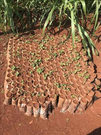 Trong ảnh: Công an huyện Chư Sê phát hiện thêm 284 bầu (đã lên mầm được 64 bầu, mỗi bầu có 1 cây mầm) cây nghi là cây cần sa được trồng trong vườn rẫy nhà ông Hưng, tại khu vực thôn 6, xã Ia Blang, huyện Chư Sê (Gia Lai). Ảnh: TTXVN phát