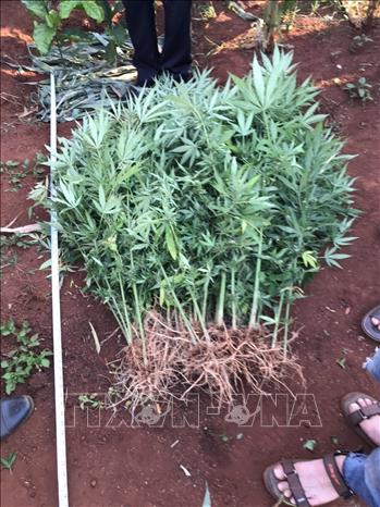 Trong ảnh: Công an huyện Chư Sê nhổ bỏ 230 cây nghi là cây cần sa được trồng trong vườn rẫy nhà ông Hưng, tại khu vực thôn 6, xã Ia Blang, huyện Chư Sê (Gia Lai). Ảnh: TTXVN phát