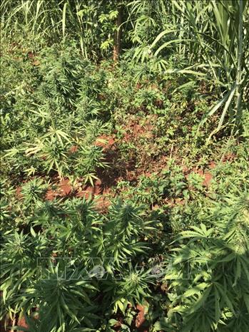 Trong ảnh: Công an huyện Chư Sê phát hiện 230 cây nghi là cây cần sa được trồng trong vườn rẫy nhà ông Hưng, tại khu vực thôn 6, xã Ia Blang, huyện Chư Sê (Gia Lai). Ảnh: TTXVN phát