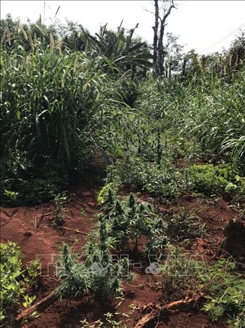 Trong ảnh: Công an huyện Chư Sê phát hiện 230 cây nghi là cây cần sa được trồng trong vườn rẫy nhà ông Hưng, tại khu vực thôn 6, xã Ia Blang, huyện Chư Sê (Gia Lai). Ảnh: TTXVN phát