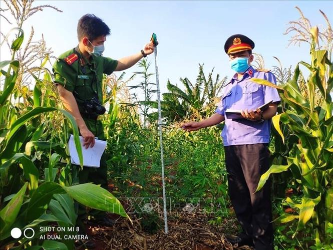 Trong ảnh: Công an huyện Chư Sê phát hiện, kiểm đếm, nhổ bỏ 230 cây nghi là cây cần sa được trồng trong vườn rẫy nhà ông Hưng, tại khu vực thôn 6, xã Ia Blang, huyện Chư Sê (Gia Lai). Ảnh: TTXVN phát