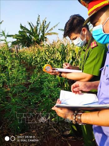 Trong ảnh: Công an huyện Chư Sê phát hiện, kiểm đếm, nhổ bỏ 230 cây nghi là cây cần sa được trồng trong vườn rẫy nhà ông Hưng, tại khu vực thôn 6, xã Ia Blang, huyện Chư Sê (Gia Lai). Ảnh: TTXVN phát