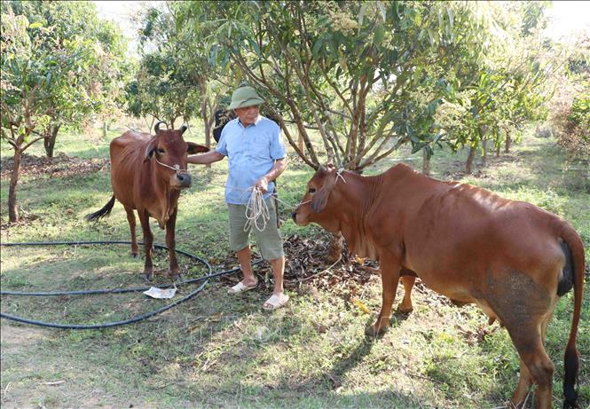 Trong ảnh: Nhiều sinh kế mới được đồng bào dân tộc miền núi huyện Nậm Nhùn áp dụng, xây dựng nông thôn mới. Ảnh: Nguyễn Oanh-TTXVN