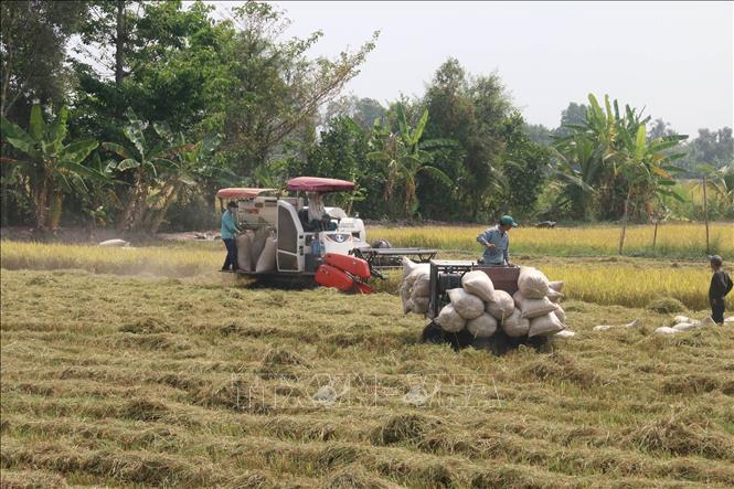 Photo: Harvesting the winter-spring rice crop in Go Cong Dong district. VNA Photo: Minh Trí