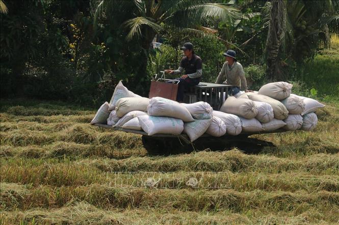 Photo: Harvesting the winter-spring rice crop in Go Cong Dong district. VNA Photo: Minh Trí