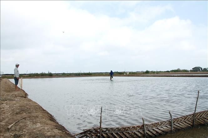 TPHCM Nuôi artemia ông nông dân thu tiền tỷ