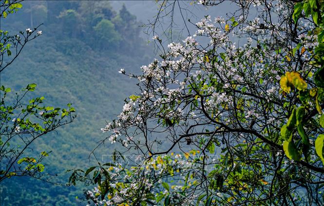Điện Biên: Ngắm hoa ban bung nở trên núi rừng Tây Bắc - Ảnh thời ...