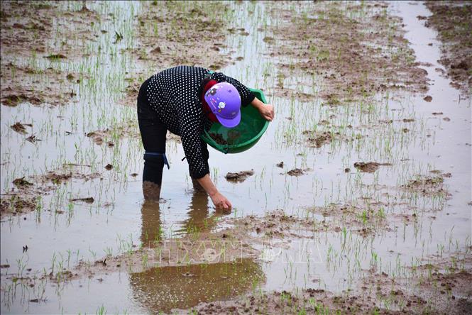 Trong ảnh: Người dân tại xã Nam Vân, thành phố Nam Định bắt ốc bươu vàng phá hoạt lúa. Ảnh: Công Luật - TTXVN
