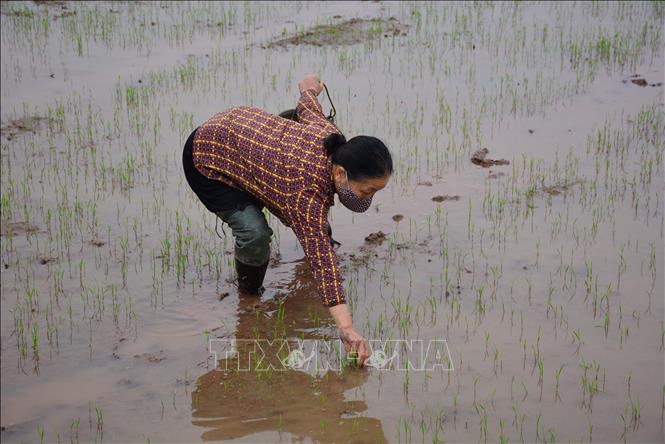 Trong ảnh: Người dân tại xã Nam Vân, thành phố Nam Định bắt ốc bươu vàng phá hoạt lúa. Ảnh: Công Luật - TTXVN
