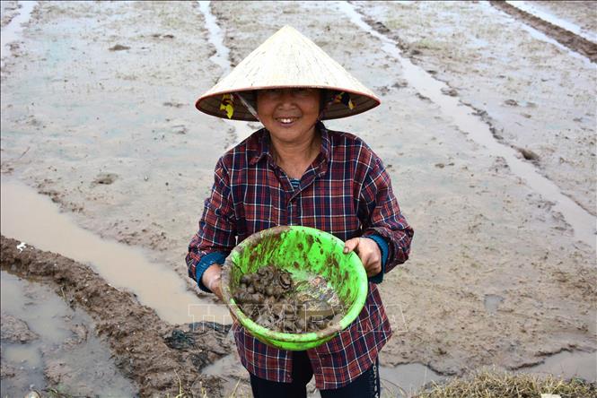 Trong ảnh: Người dân tại xã Nghĩa An, huyện Nam Trực bắt ốc bươu vàng phá hoạt lúa. Ảnh: Công Luật - TTXVN
