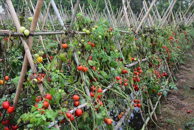 Trong ảnh: Huyện Nghĩa Hưng vẫn còn khoảng 40% diện tích cà chua đã chín nhưng không tiêu thụ được. Ảnh: Công Luật - TTXVN
