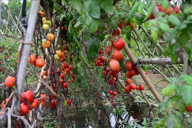 Trong ảnh: Hiện giá cà chua chỉ có từ 4-5 trăm đồng/kg nên người trồng cà chua không buồn hái bán. Ảnh: Công Luật - TTXVN
