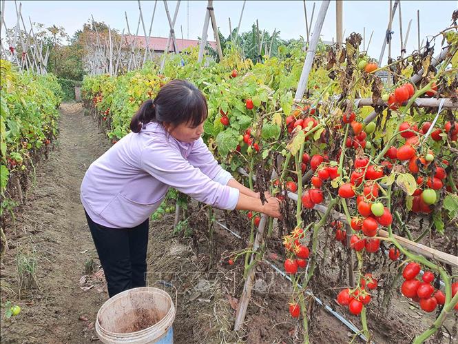 Trong ảnh: Khoảng 40-50% diện tích cà chua chín của người dân huyện Nghĩa Hưng hiện nay không tiêu thụ được. Ảnh: Công Luật - TTXVN