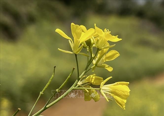 Trong ảnh: Những bông hoa cải rực vàng nơi núi rừng Suối Giàng, Yên Bái. Ảnh: Tuấn Anh-TTXVN