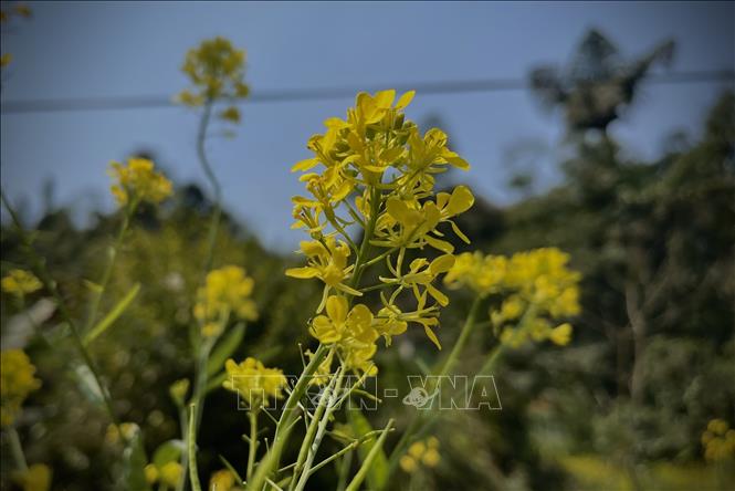 Trong ảnh: Những bông hoa cải rực vàng nơi núi rừng Suối Giàng, Yên Bái. Ảnh: Tuấn Anh-TTXVN