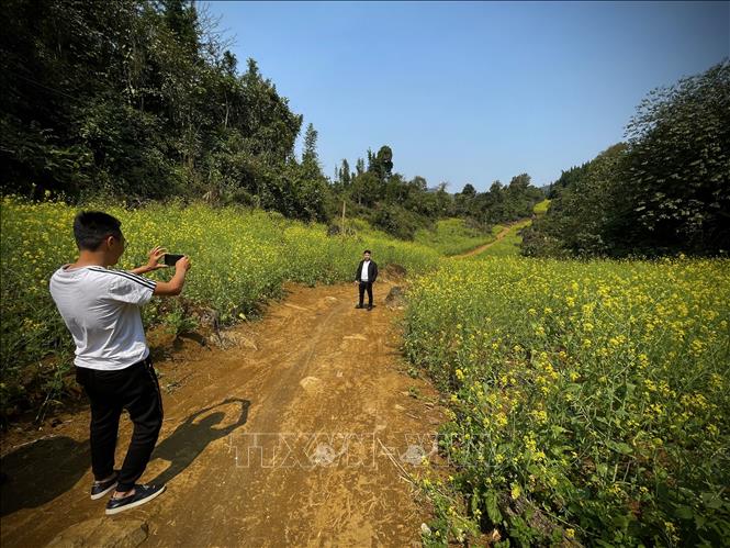 Trong ảnh: Những bông hoa cải rực vàng nơi núi rừng Suối Giàng, Yên Bái. Ảnh: Tuấn Anh-TTXVN