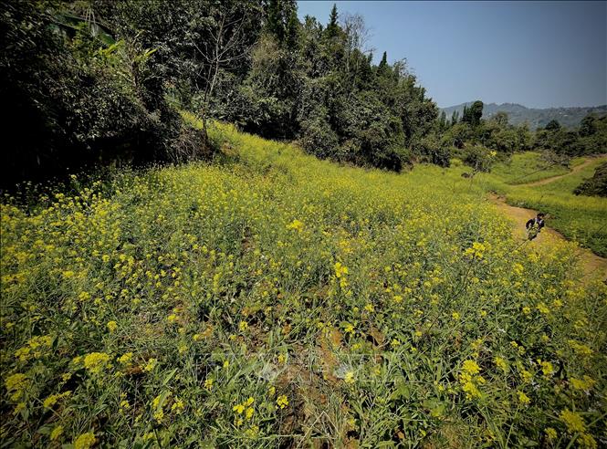 Trong ảnh: Những bông hoa cải rực vàng nơi núi rừng Suối Giàng, Yên Bái. Ảnh: Tuấn Anh-TTXVN