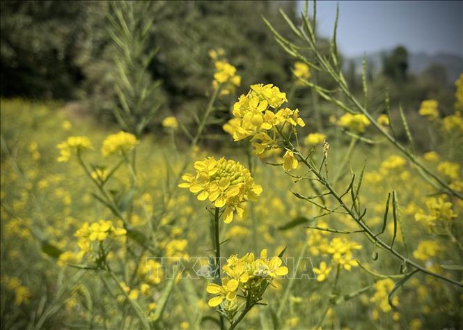 Trong ảnh: Những bông hoa cải rực vàng nơi núi rừng Suối Giàng, Yên Bái. Ảnh: Tuấn Anh-TTXVN