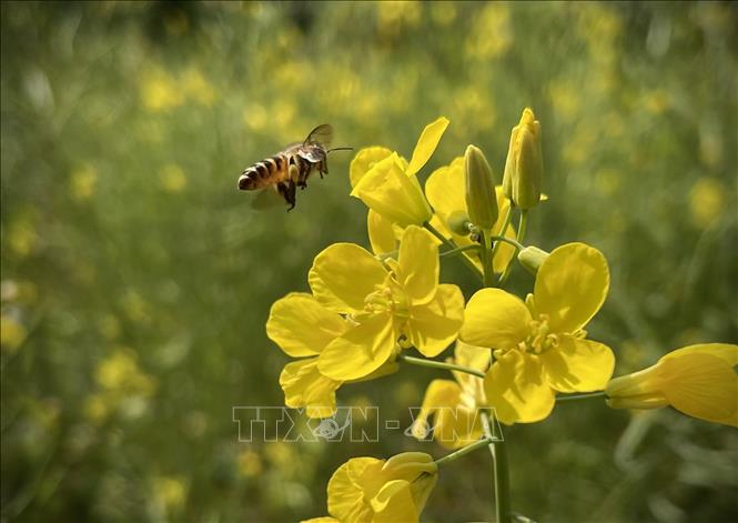 Trong ảnh: Những bông hoa cải rực vàng nơi núi rừng Suối Giàng, Yên Bái. Ảnh: Tuấn Anh-TTXVN