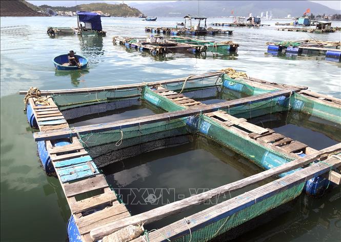 Bình Định chưa có quy hoạch chi tiết vùng nuôi thủy sản lồng bè nên người nuôi đang gặp khó khăn khi chưa có quyền sử dụng mặt nước. Ảnh: Nguyên Linh - TTXVN