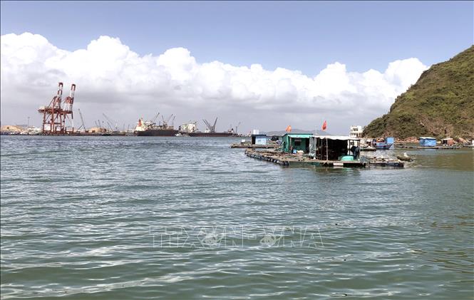 Người dân ở khu vực Hải Minh Trong (phường Hải Cảng, TP Quy Nhơn) nuôi cá lồng bè tự phát, cạnh cảng biển Quy Nhơn. Ảnh: Nguyên Linh - TTXVN