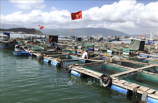 Khu vực biển Hải Minh Trong (phường Hải Cảng, TP Quy Nhơn) có 103 hộ nuôi với khoảng 1.400 lồng nuôi, 194 bè nuôi cá chẽm, cá bớp, cá điêu hồng, cá mú. Ảnh: Nguyên Linh -TTXVN 