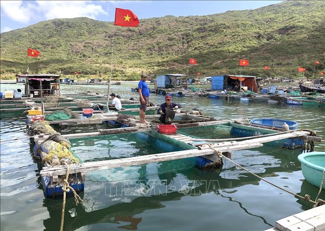 Photo: Fish farming cages in Quy Nhon city, the central province of Binh Dinh. VNA Photo: Nguyên Linh