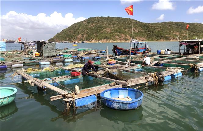 Photo: Fish farming cages at Thi Nai lagoon, the central province of Binh Dinh. VNA Photo: Nguyên Linh