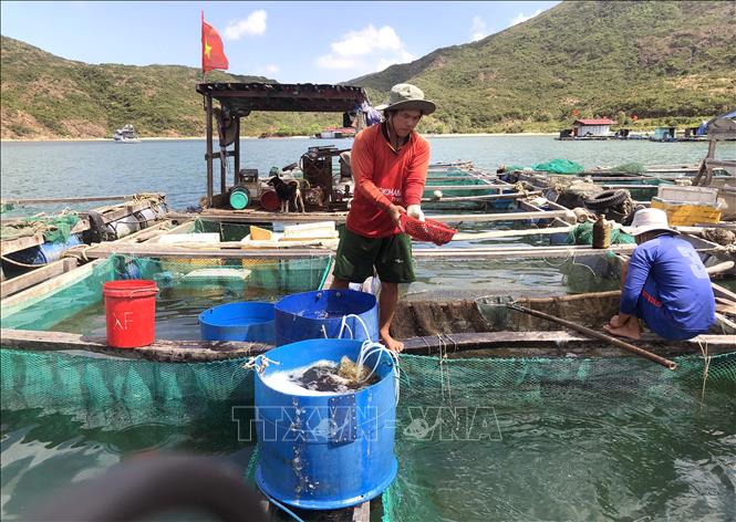 Photo: Fish farming cages at Quy Nhon city's seaport, the central province of Binh Dinh. VNA Photo: Nguyên Linh