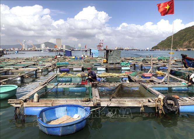 Photo: Fish farming cages at Quy Nhon city's seaport, the central province of Binh Dinh. VNA Photo: Nguyên Linh
