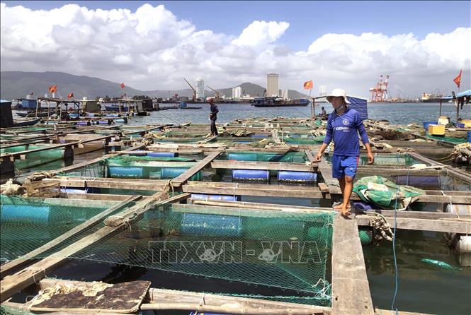 Photo: Fish farming cages at Quy Nhon city's seaport, the central province of Binh Dinh. VNA Photo: Nguyên Linh