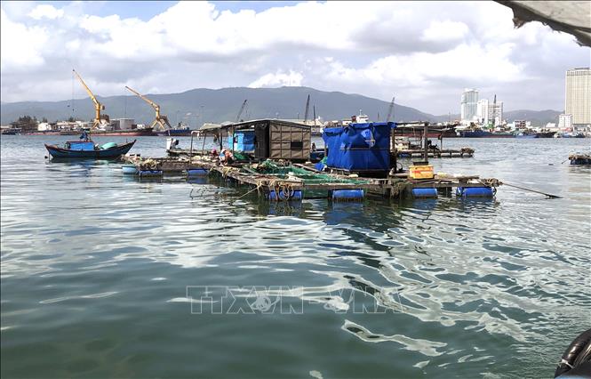 Photo: Fish farming cages at Quy Nhon city's seaport, the central province of Binh Dinh. VNA Photo: Nguyên Linh