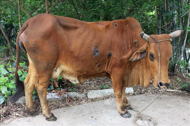 Trong ảnh: Bò của 1 hộ dân nuôi tại huyện Vũ Thư, Thái Bình xuất hiện những triệu chứng của bệnh viêm da nổi cục. Ảnh: Thế Duyệt – TTXVN 