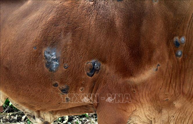 Trong ảnh: Bò của 1 hộ dân nuôi tại huyện Vũ Thư, Thái Bình xuất hiện những triệu chứng của bệnh viêm da nổi cục. Ảnh: Thế Duyệt - TTXVN 