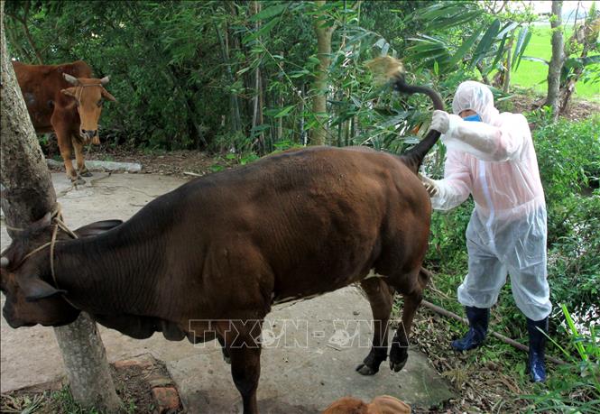 Trong ảnh: Lấy mẫu bệnh phẩm cho bò nghi bị mắc viêm da nổi cục tại huyện Vũ Thư, tỉnh Thái Bình. Ảnh: Thế Duyệt – TTXVN 