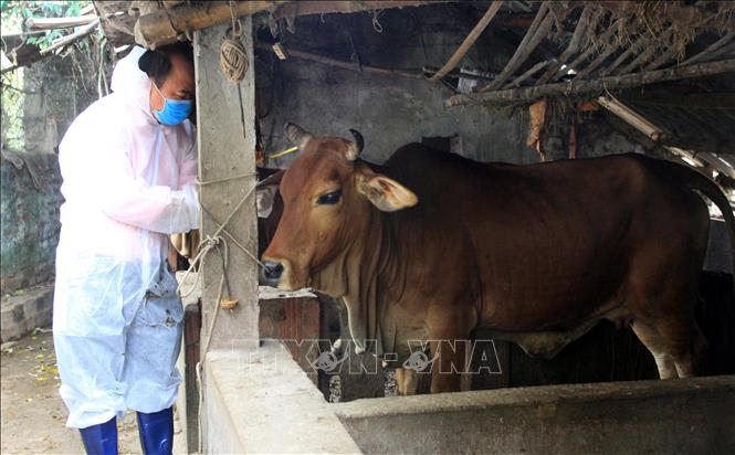 Trong ảnh: Lấy mẫu bệnh phẩm cho bò nghi bị mắc viêm da nổi cục tại huyện Vũ Thư, tỉnh Thái Bình. Ảnh: Thế Duyệt – TTXVN 