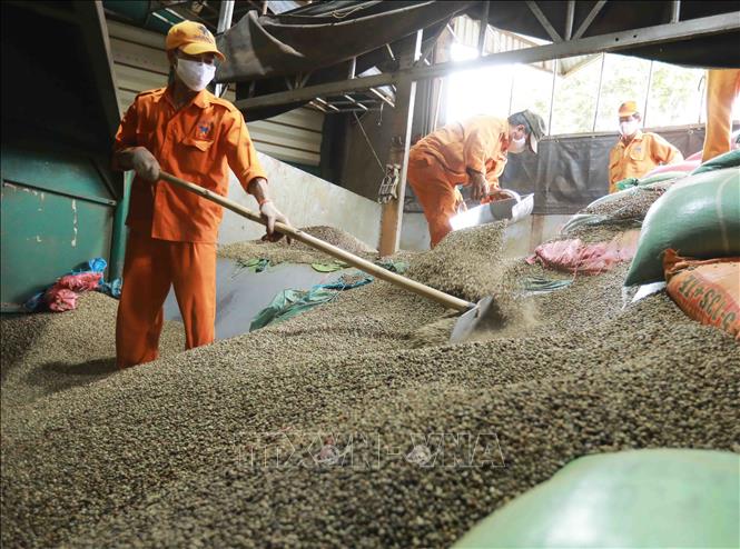 Trong ảnh: Đưa cà phê nguyên liệu vào nhà máy phục vụ chế biến. Ảnh: Vũ Sinh - TTXVN